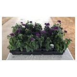 FLAT OF PURPLE HELIOTROPES