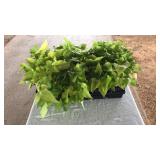 FLAT OF SIDEKICK HEART LIME SWEET POTATO VINE