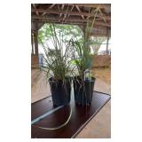 (2) LEMONGRASS PLANTS