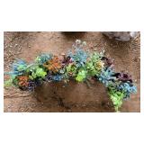(5) SUCCULANTS