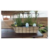 HERB BASKET: ROSEMARY, THIME, CHIVES