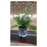 ASPARAGUS FERN