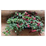 FLAT OF CHENILLE FIRETAIL