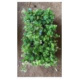FLAT OF PARSLEY