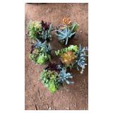 (5) SUCCULANTS