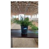ASPARAGUS FERN