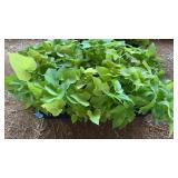 FLAT OF SWEET POTATO VINE