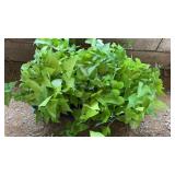 FLAT OF SWEET POTATO VINE