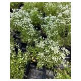 PLANTS COMING IN MONDAY 6/8, PICS AND LOTS COMING