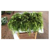 FLAT OF CREEPING JENNY