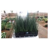 FLAT OF CORKSCREW GRASSES