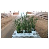 (5) CONTAINERS OF GRACEFUL GRASSES: PRINCE TUT