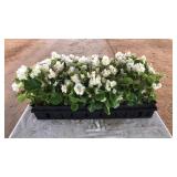 FLAT OF WHITE BEGONIAS