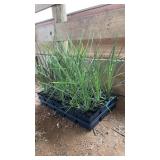 FLAT OF SPIKED GRASS