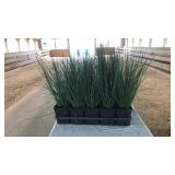 FLAT OF CORKSCREW GRASSES