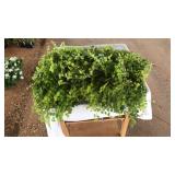 FLAT OF CREEPING JENNY