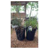 (2) LEMONGRASS PLANTS