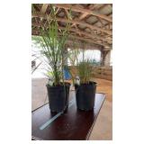 (2) LEMONGRASS PLANTS