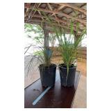 (2) LEMONGRASS PLANTS