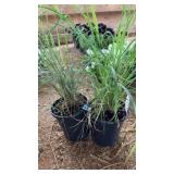 (2) LEMONGRASS PLANTS