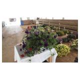 PURPLE/RED MIXED FLORAL HANGING BASKET