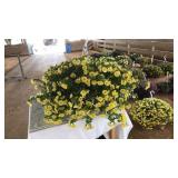 YELLOW CALIBRACHOA HANGING BASKET