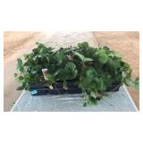 FLAT OF STRAWBERRY VINES