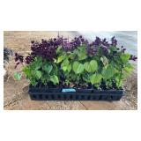 FLAT OF DARK PURPLE SALVIA