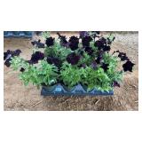FLAT OF RAY BLACK PETUNIAS