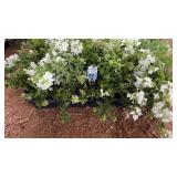 FLAT OF LANAI WHITE TRAILING VERBENA IMP.
