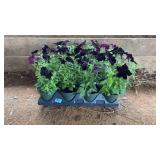 FLAT OF RAY BLACK PETUNIAS