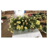 HANGING YELLOW/WHITE/RED PETUNIA BASKET
