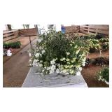 HANGING BASKET WITH MIXED FLORALS