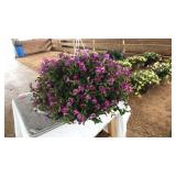 TORENIA HANGING BASKET