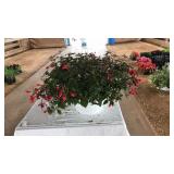 HANGING BASKET WITH FUCHSIA PLANT