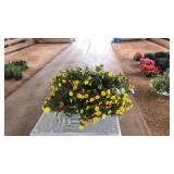 MIXED FLORAL HANGING BASKET