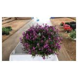 TORENIA HANGING BASKET
