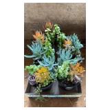 (5) SUCCULANTS