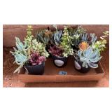 (5) SUCCULANTS