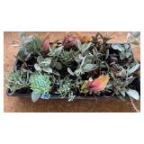FLAT OF ASST. MINI POT SUCCULANTS