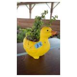 YELLOW DUCK PLANTER WITH SUCCULANT
