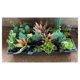 FLAT OF ASST. MINI POT SUCCULANTS