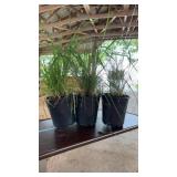 (3) LEMONGRASS PLANTS