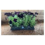 FLAT OF RAY BLACK PETUNIAS