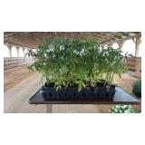 FLAT OF CELEBRITY TOMATO PLANTS