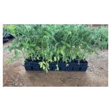 FLAT OF CELEBRITY TOMATO PLANTS
