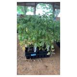 FLAT OF LEMON BOY TOMATOS