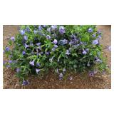 FLAT OF SUMERWAVE LARGE SILK PURPLE FLOWERS
