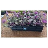 FLAT OF TRADESCANTIA
