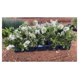 FLAT OF TRAILING VERBENA WHITE IMPATIENTS